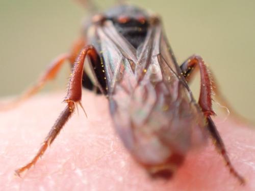 Nomada ferruginata